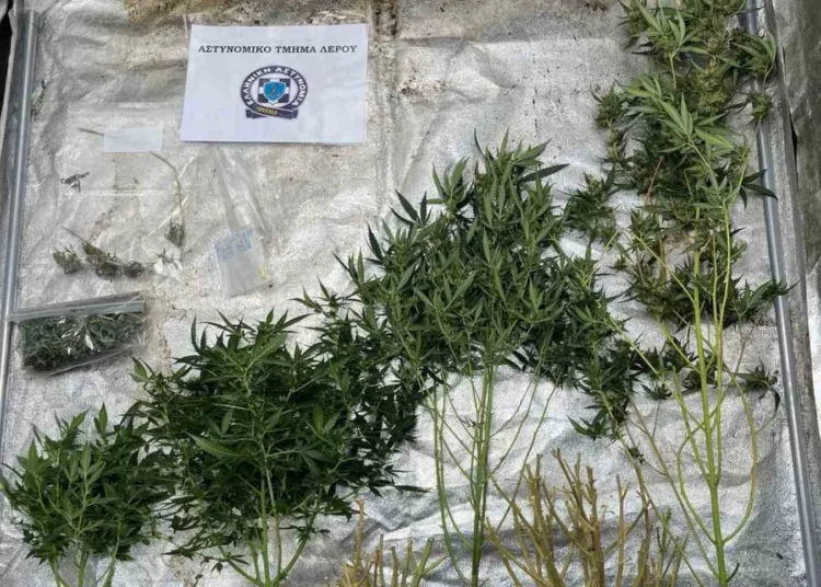 Λέρος: Συνελήφθη 57χρονος που είχε αναπτύξει εσωτερικού τύπου καλλιέργεια κάνναβης