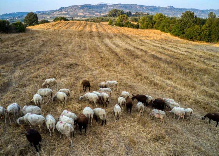 Τι πρέπει να κάνουν οι κτηνοτρόφοι αν υποψιαστούν ότι κάποιο ζώο έχει μολυνθεί από ευλογιά