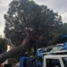 Λέρος: Δέντρο ξεριζώθηκε και έπεσε σε κτίριο