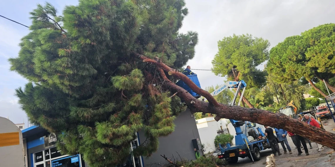 Λέρος: Δέντρο ξεριζώθηκε και έπεσε σε κτίριο