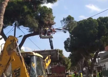 Λέρος: Εντυπωσιακό κλάδεμα των δέντρων στο νησί