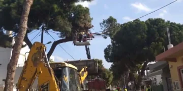 Λέρος: Εντυπωσιακό κλάδεμα των δέντρων στο νησί