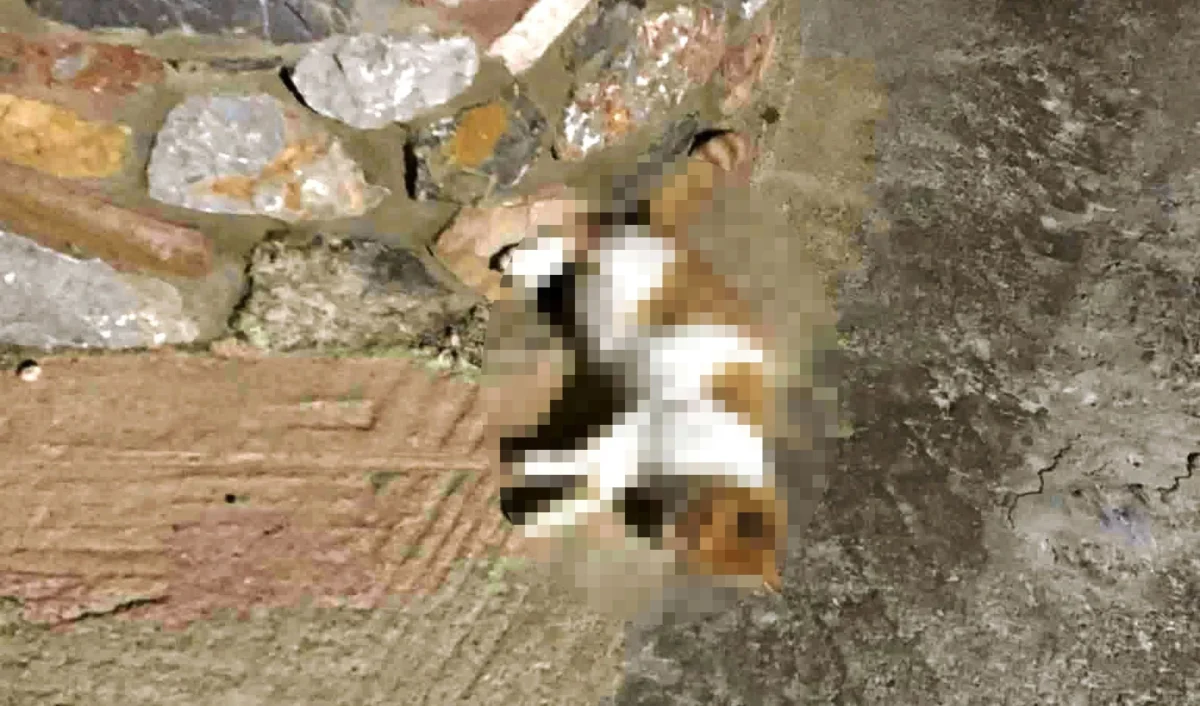 Νεκρά αδέσποτα γατιά από δηλητηρίαση στη Λέρο – Παρέμβαση και αυστηρό μήνυμα από τον Δήμο