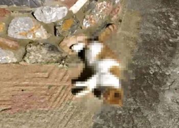 Νεκρά αδέσποτα γατιά από δηλητηρίαση στη Λέρο – Παρέμβαση και αυστηρό μήνυμα από τον Δήμο