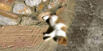 Νεκρά αδέσποτα γατιά από δηλητηρίαση στη Λέρο – Παρέμβαση και αυστηρό μήνυμα από τον Δήμο