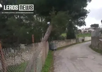 Λέρος: Έκκληση πολίτη για επικίνδυνο πεύκο στο Λακκί