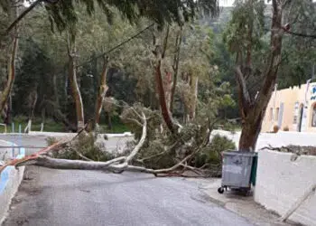 Λέρος: Πτώση μεγάλου κλαδιού στην περιοχή Κουλούκι – Άμεση επέμβαση του Δήμου