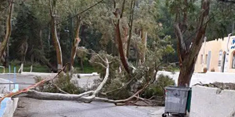 Λέρος: Πτώση μεγάλου κλαδιού στην περιοχή Κουλούκι – Άμεση επέμβαση του Δήμου